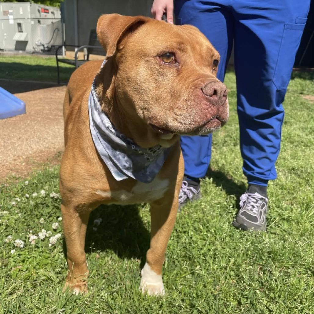 Enlarge Tuck, a Adoptable mixed breed in Greenville, SC image 2/4