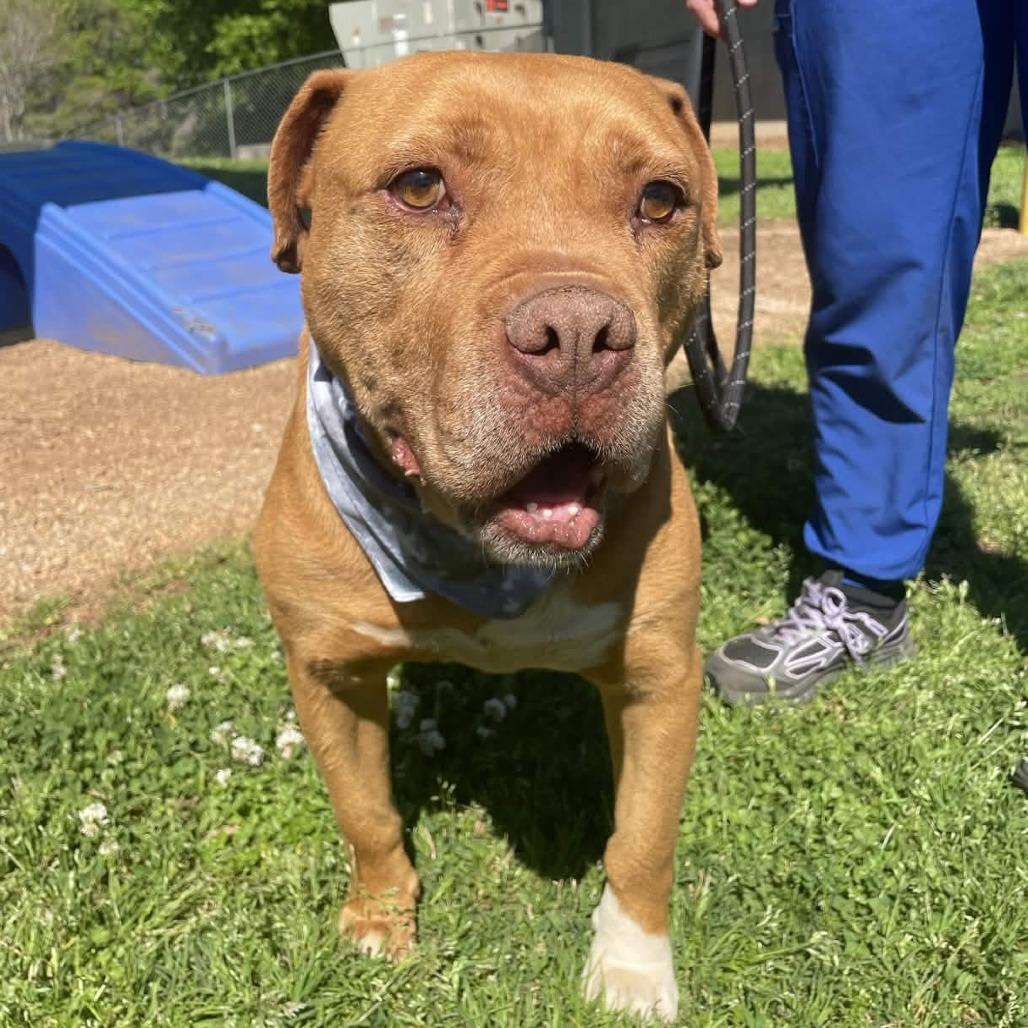 Enlarge Tuck, a Adoptable mixed breed in Greenville, SC image 3/4