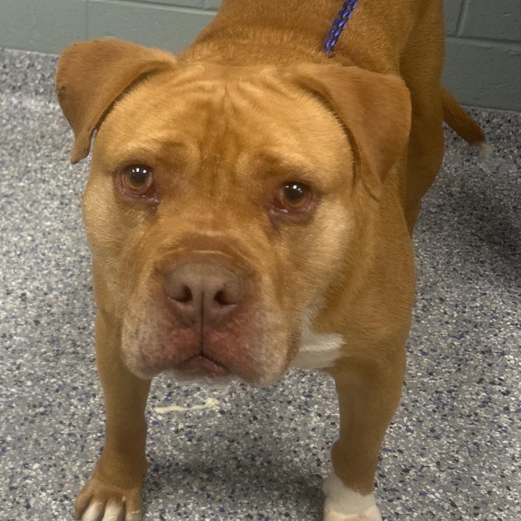 Enlarge Tuck, a Adoptable mixed breed in Greenville, SC image 4/4