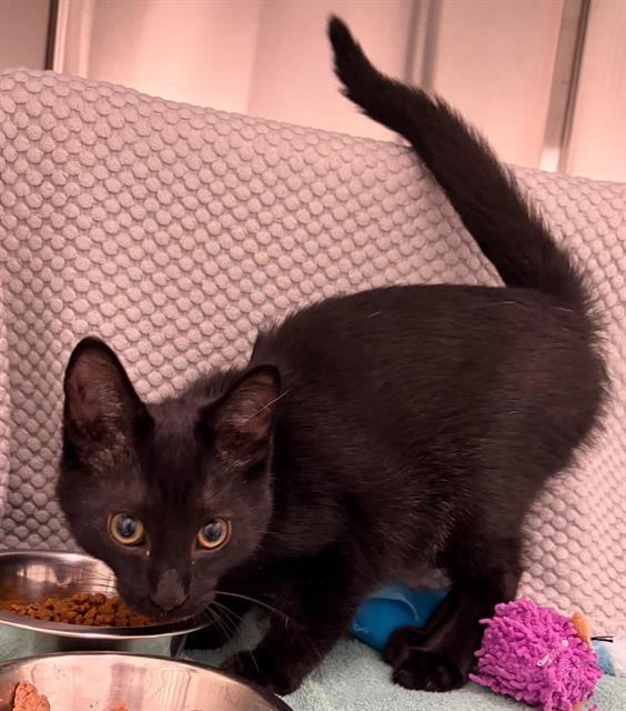 SWAY, Adoptable, Kitten Male Domestic Short Hair.