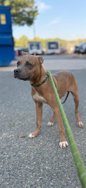 Enlarge KING KONG, a Adoptable mixed breed in Charlotte, NC image 1/1