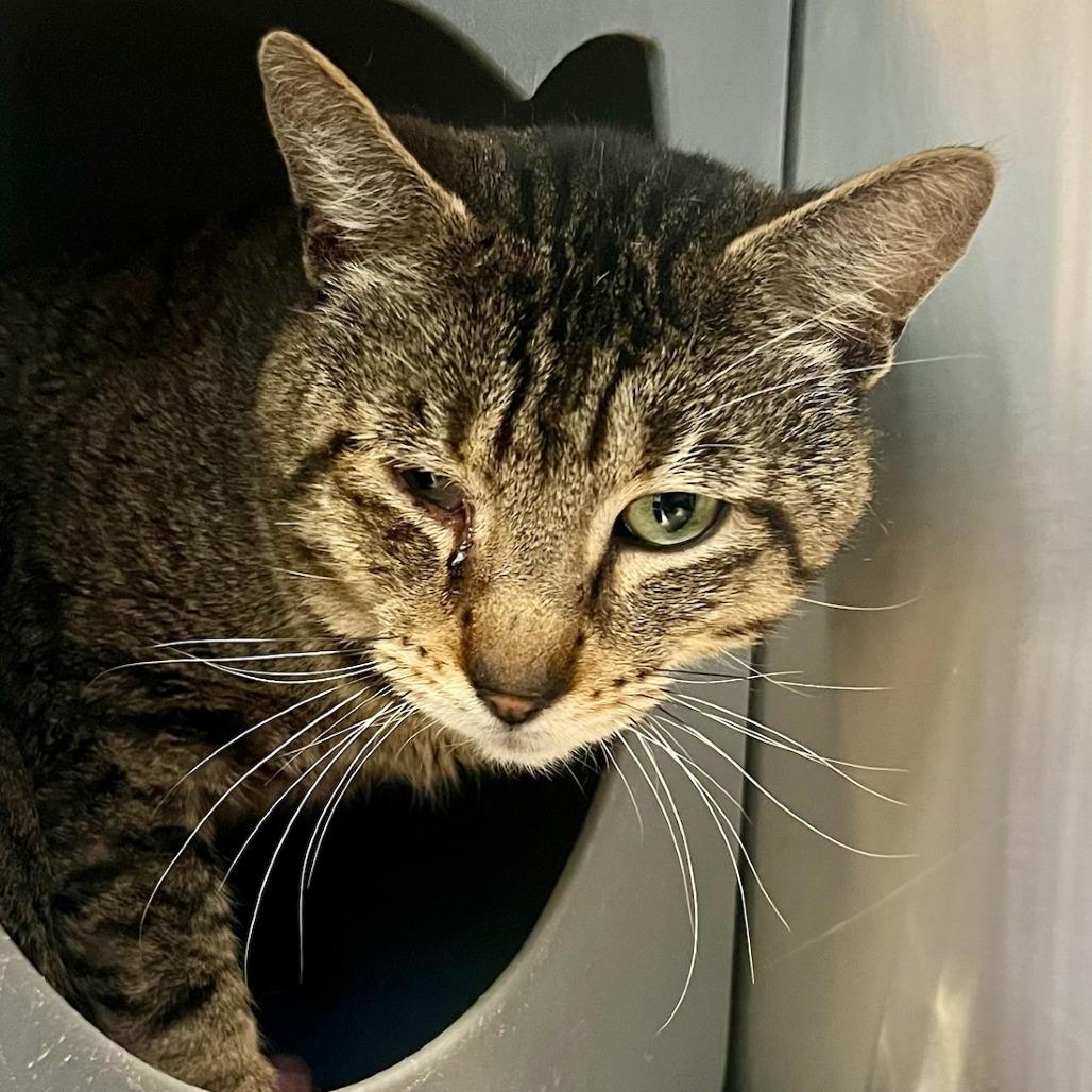 Missouri, Adoptable, Adult Male Domestic Short Hair.