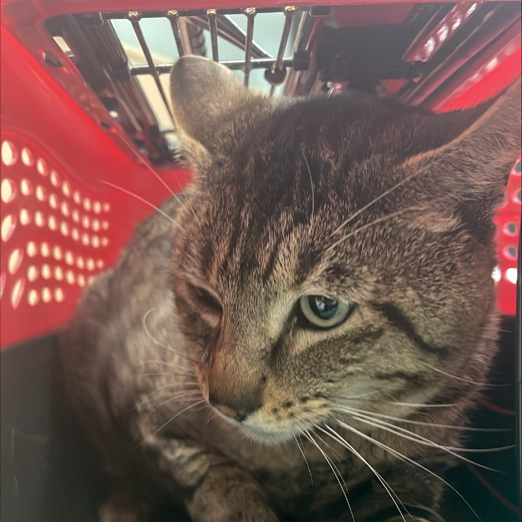 Missouri, a Adoptable Domestic Short Hair in Tacoma, WA image 2/2