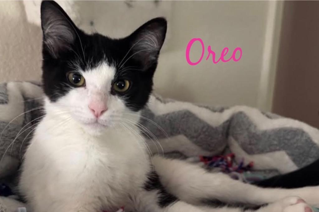 Enlarge Oreo, a Adoptable mixed breed in Muskegon, MI image 1/1