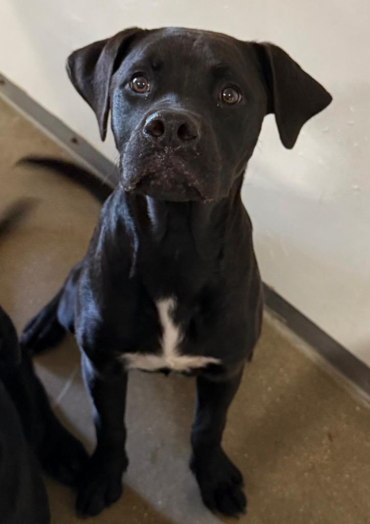 Doug, Adoptable, Puppy Male Pit Bull Terrier & Mixed Breed.