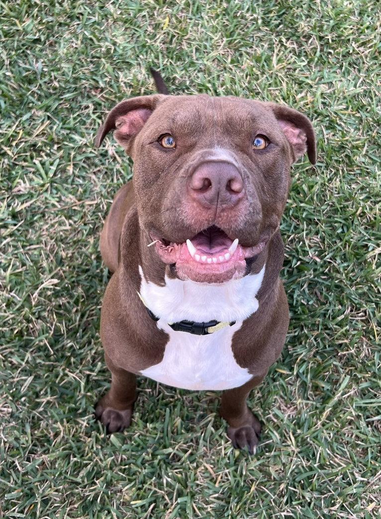 Hugo, Adoptable, Adult Male Pit Bull Terrier.