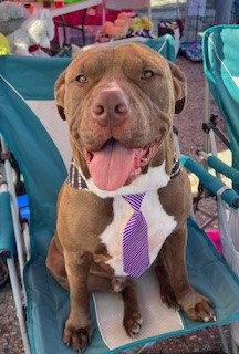 Enlarge Hugo, a Adoptable Pit Bull Terrier in Shreveport, LA image 2/3