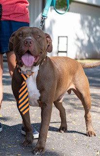 Enlarge Hugo, a Adoptable Pit Bull Terrier in Shreveport, LA image 3/3