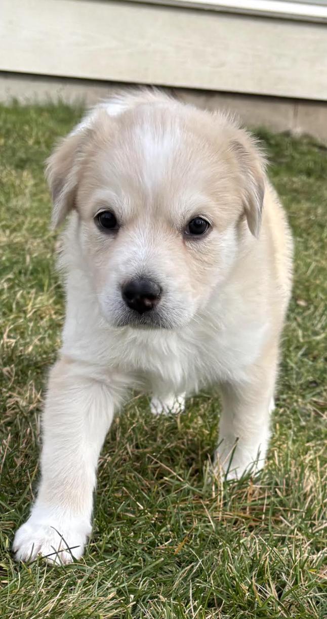 Sydney Bear - local gal, an adopted mixed breed in Andover, MA image 1/4