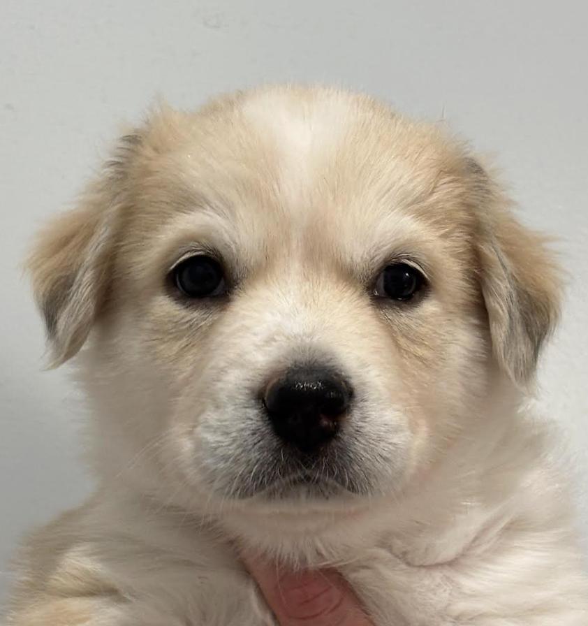 Sydney Bear - local gal, an adopted mixed breed in Andover, MA image 2/4