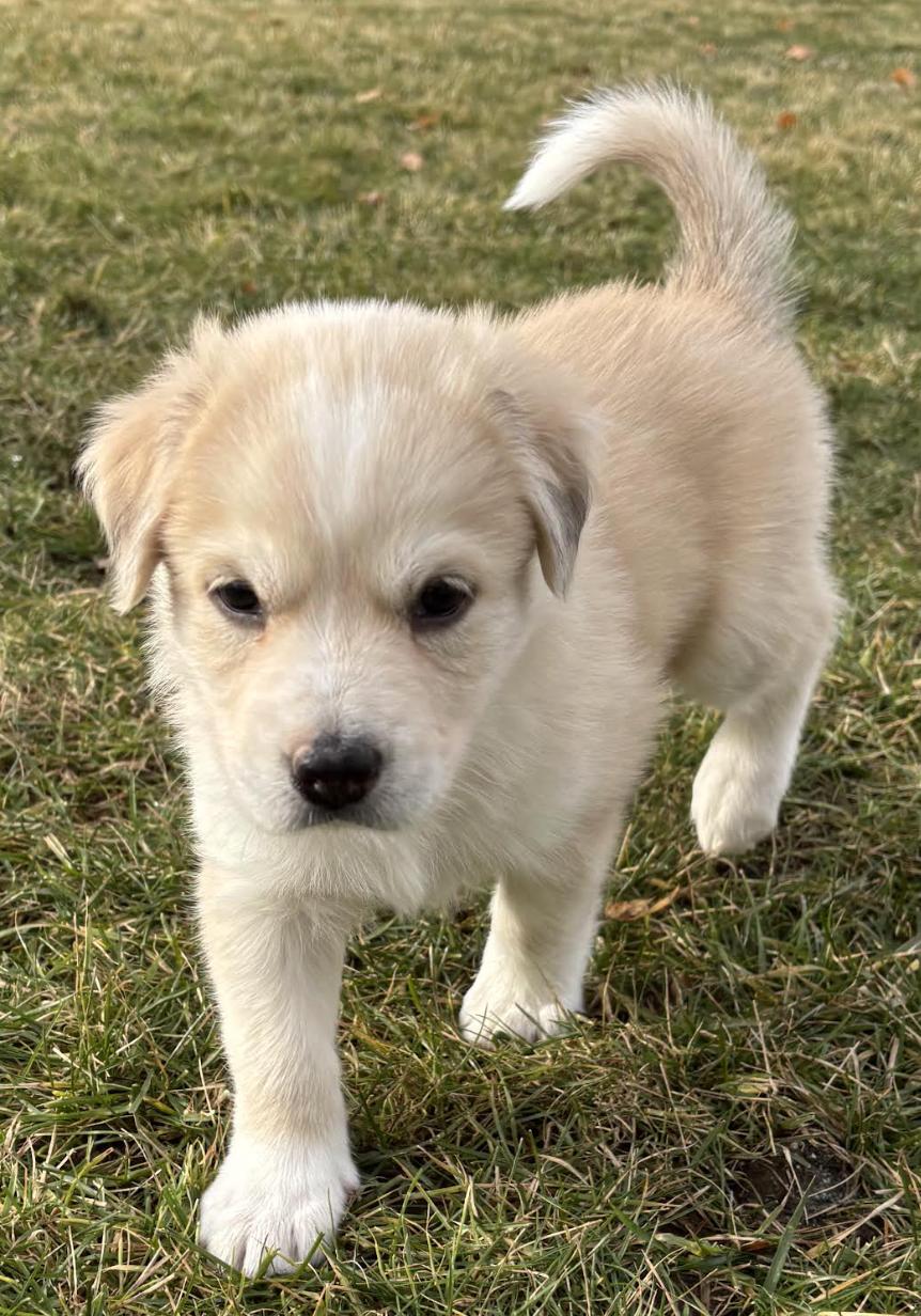 Sydney Bear - local gal, an adopted mixed breed in Andover, MA image 3/4