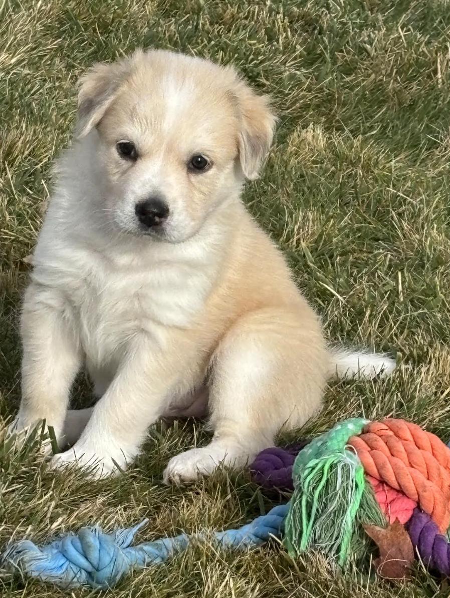 Sydney Bear - local gal, an adopted mixed breed in Andover, MA image 4/4
