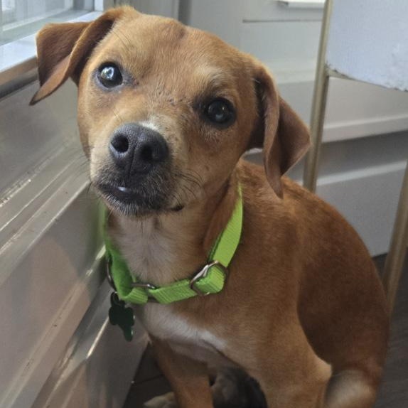 Biscuit, an adopted mixed breed in Toledo, OH image 1/2