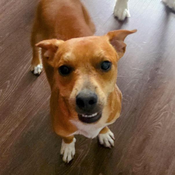 Biscuit, an adopted mixed breed in Toledo, OH image 2/2