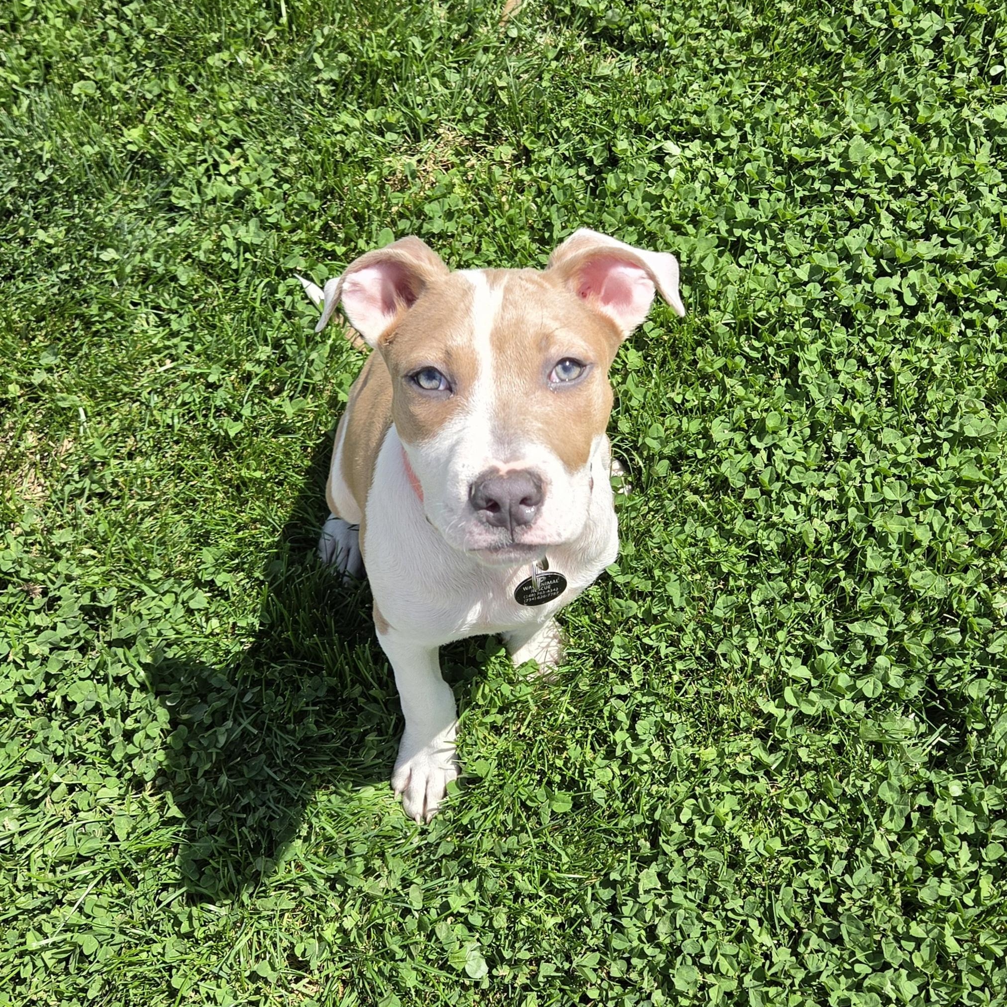 Enlarge Tater Tot, a ADOPTABLE mixed breed in Livonia, MI image 1/6