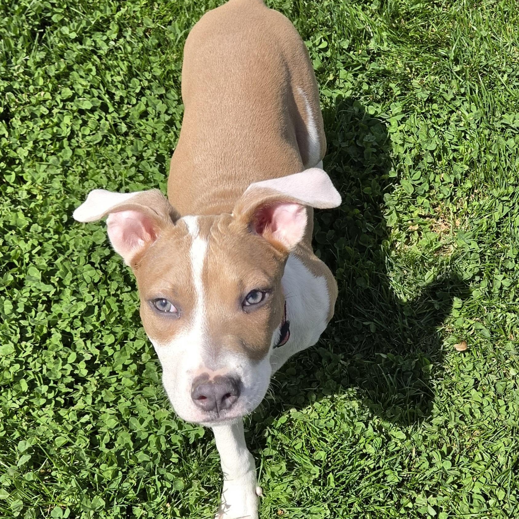 Enlarge Tater Tot, a ADOPTABLE mixed breed in Livonia, MI image 4/6