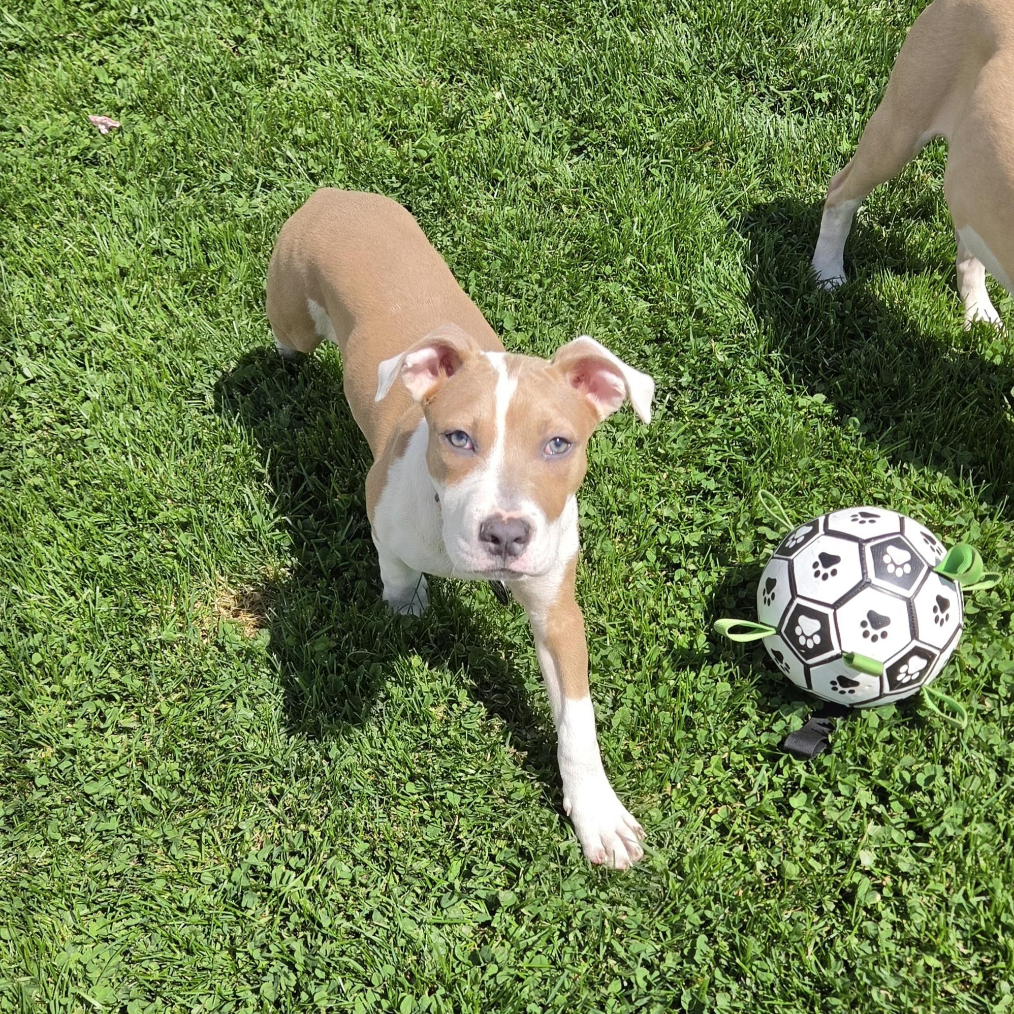 Enlarge Tater Tot, a ADOPTABLE mixed breed in Livonia, MI image 5/6