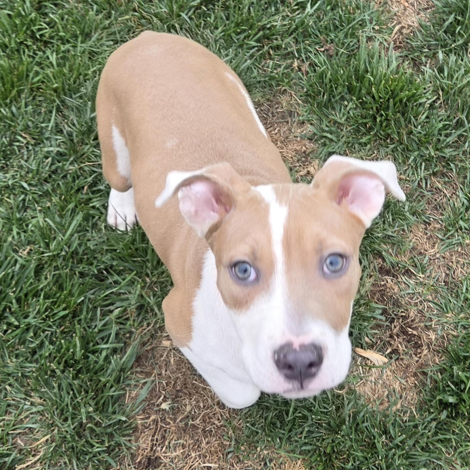 Enlarge Tater Tot, a ADOPTABLE mixed breed in Livonia, MI image 3/6
