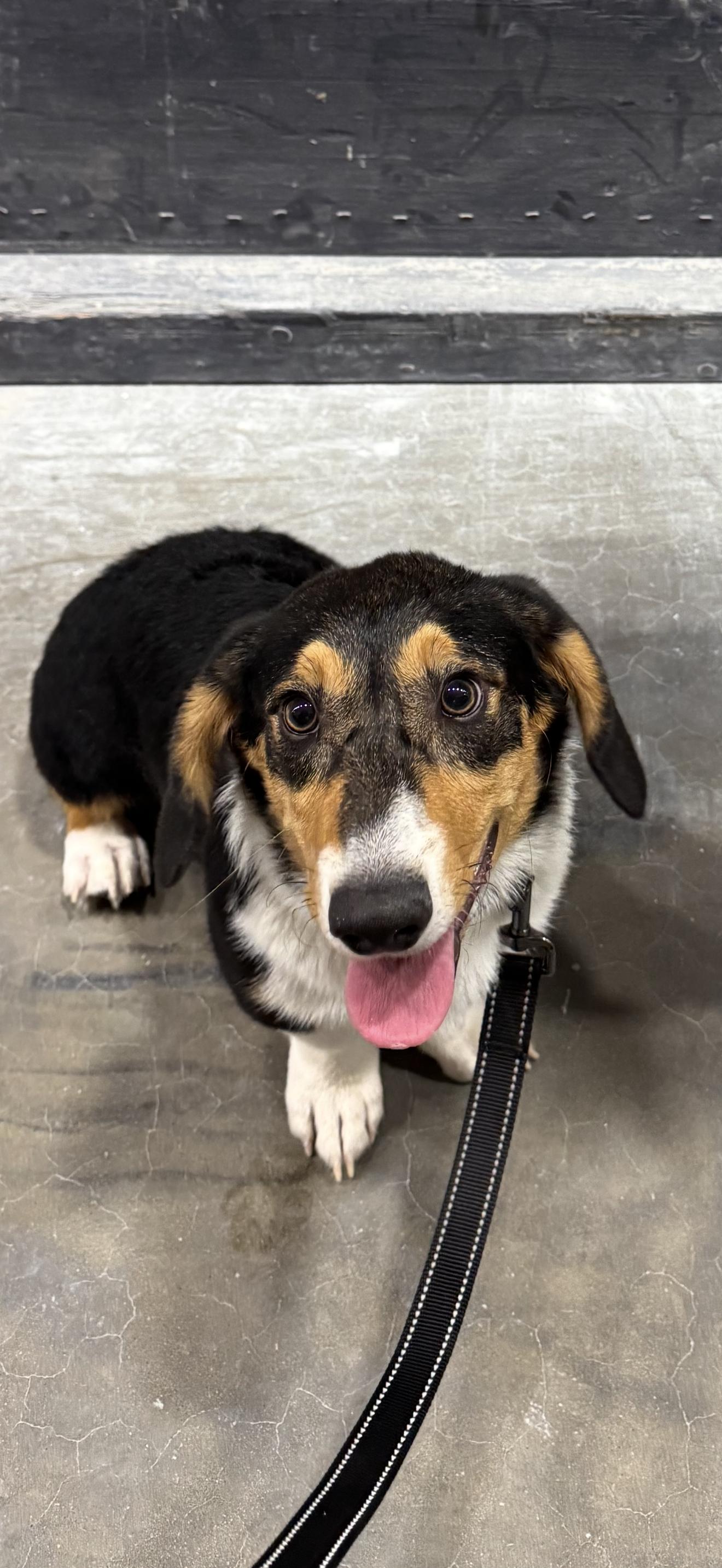 Enlarge Boudin, a Adopted Corgi in Leesville, LA image 3/3