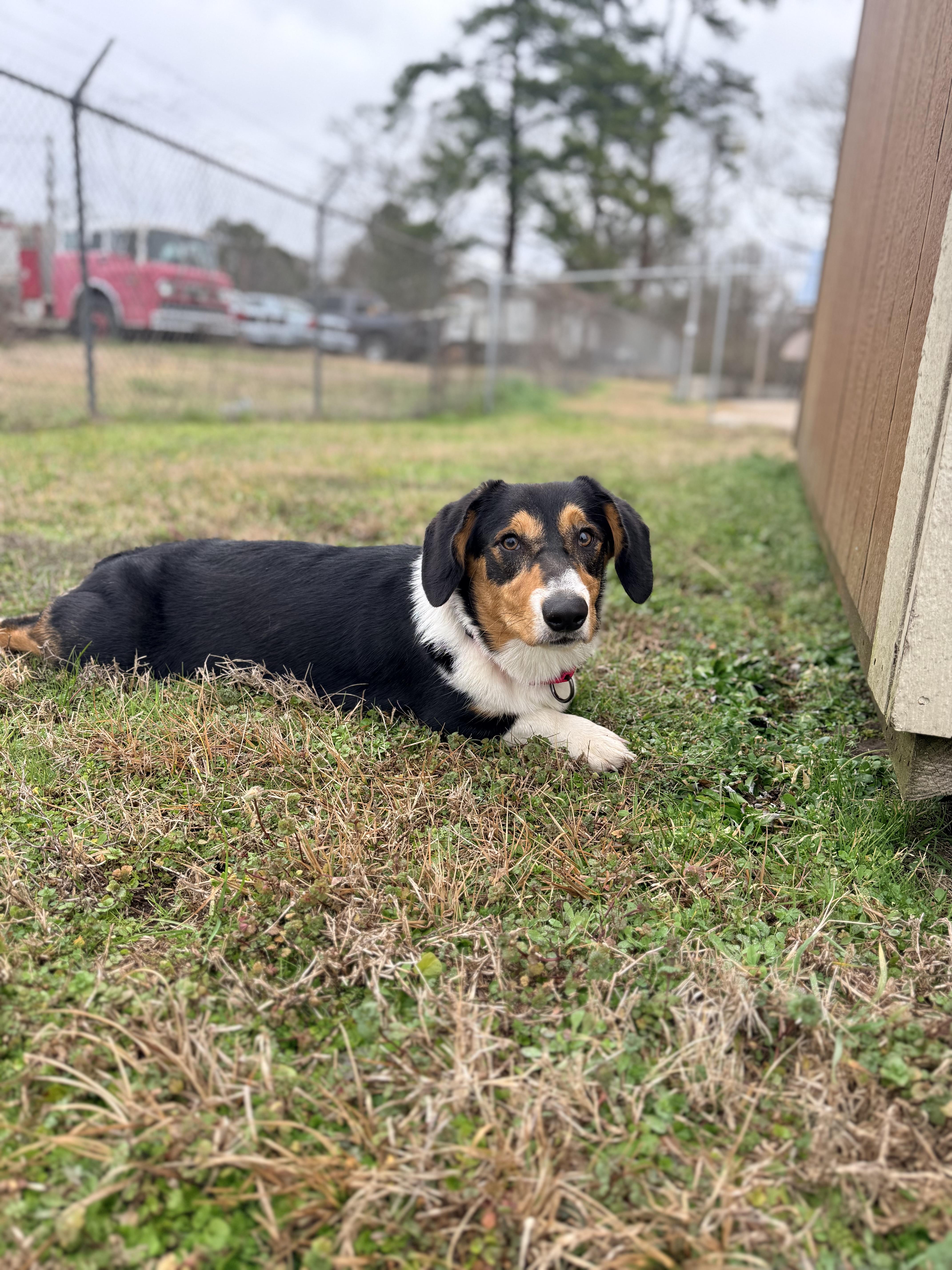Enlarge Boudin, a Adopted Corgi in Leesville, LA image 1/3