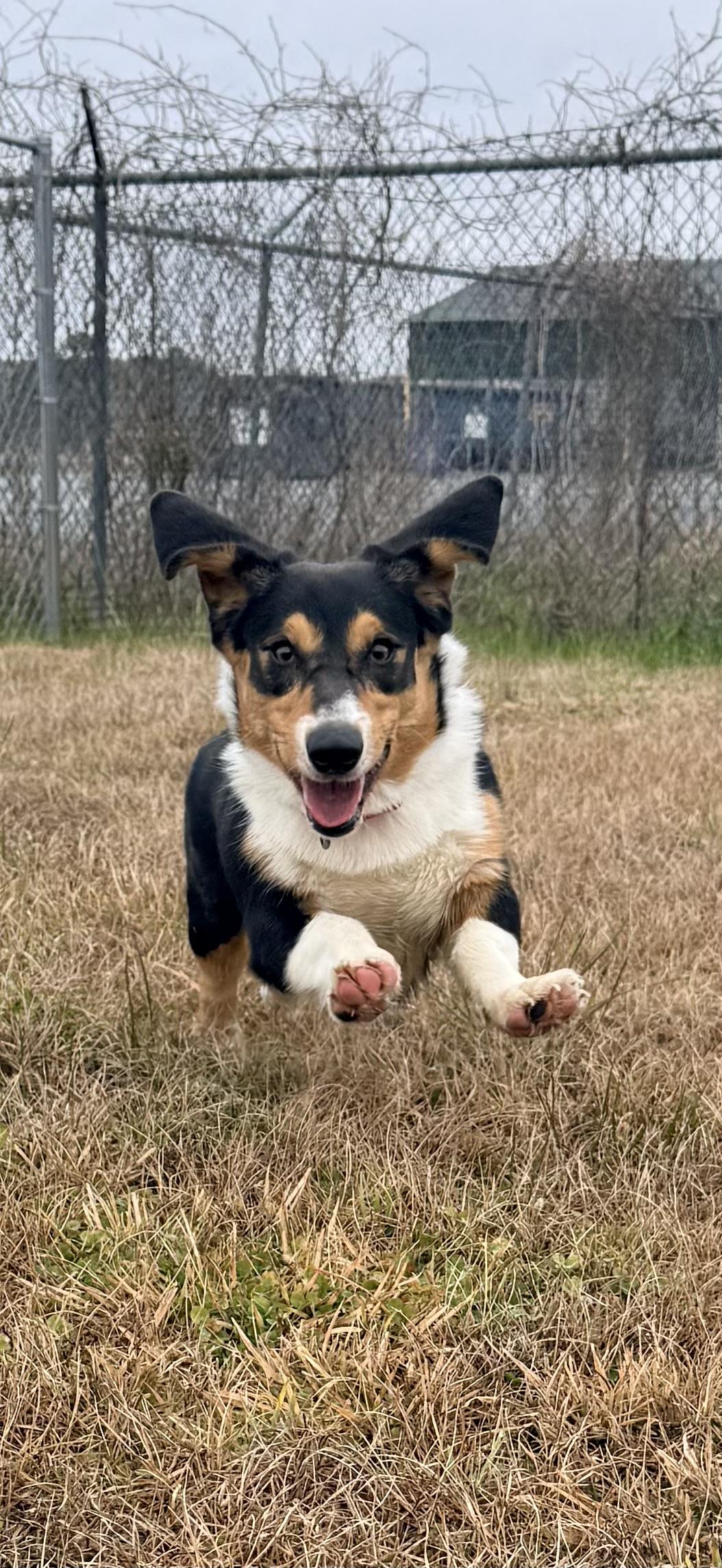 Enlarge Boudin, a Adopted Corgi in Leesville, LA image 2/3