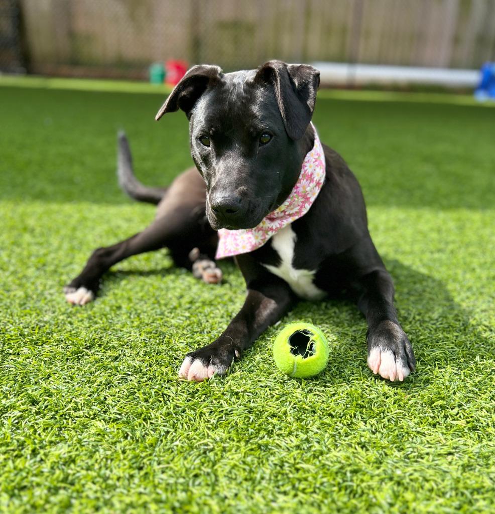 Enlarge Elsie, a Adoptable mixed breed in Ellijay, GA image 1/3