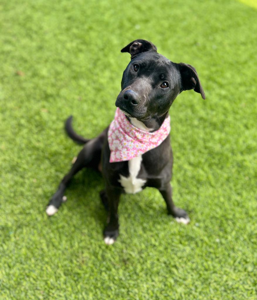 Enlarge Elsie, a Adoptable mixed breed in Ellijay, GA image 3/3