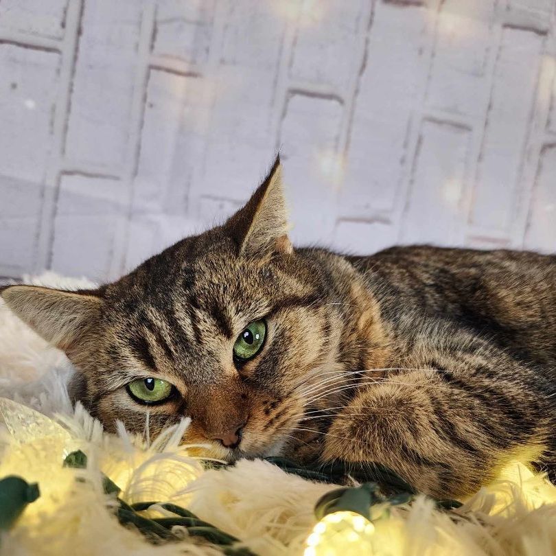 Enlarge Claire, a Adoptable mixed breed in Greensburg, PA image 2/6