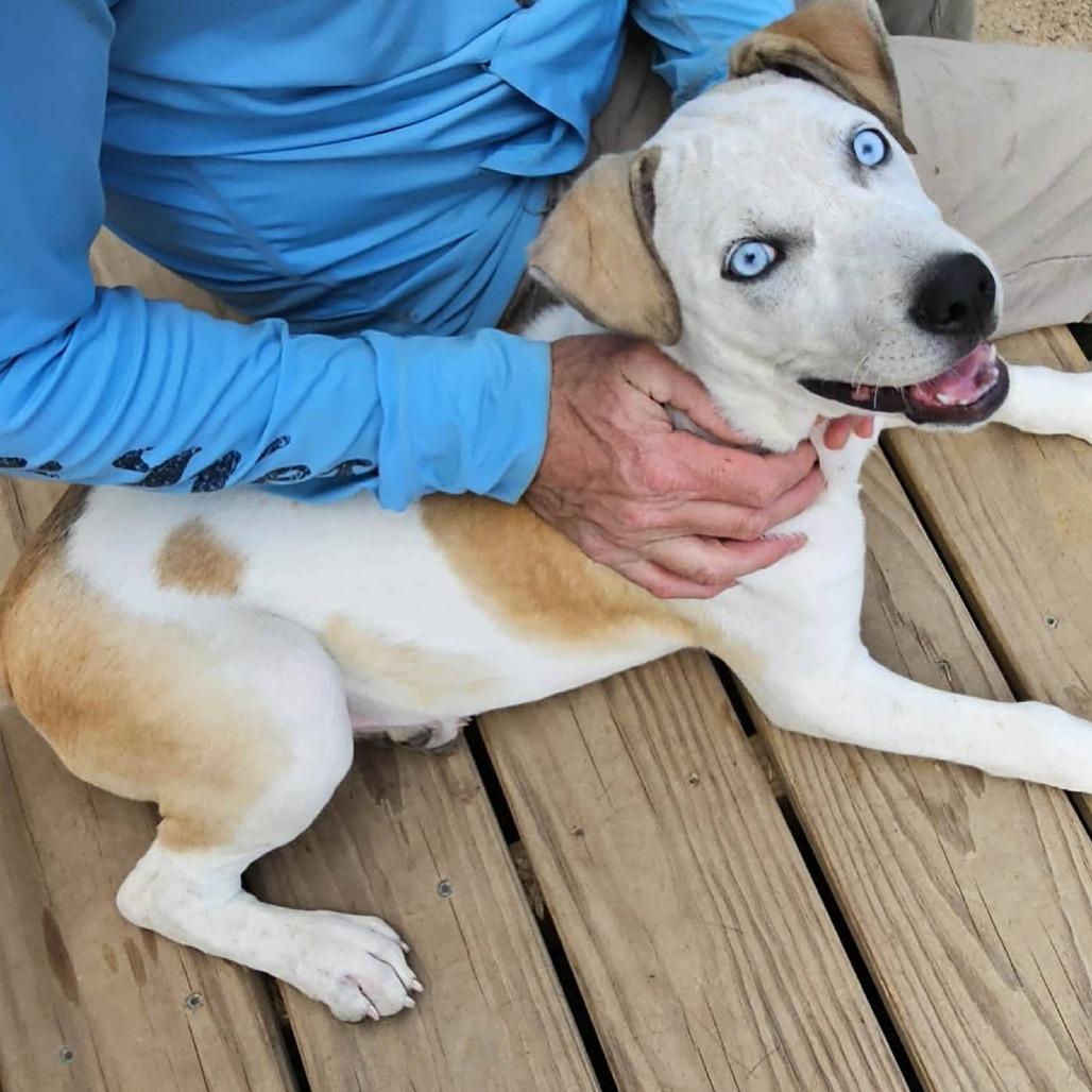 Cruz, Adoptable, Puppy Male Cattle Dog & Beagle.