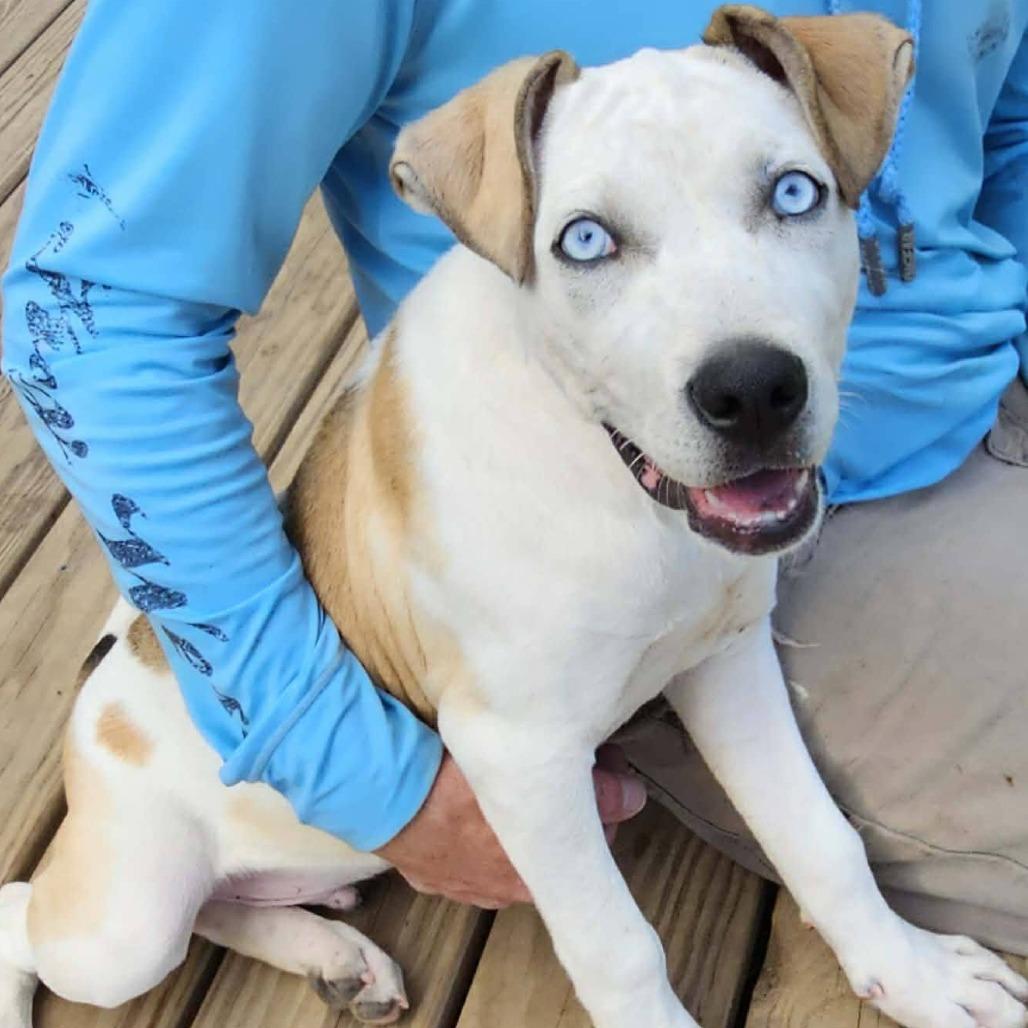 Enlarge Cruz, a Adoptable mixed breed in Gainesboro, TN image 2/3