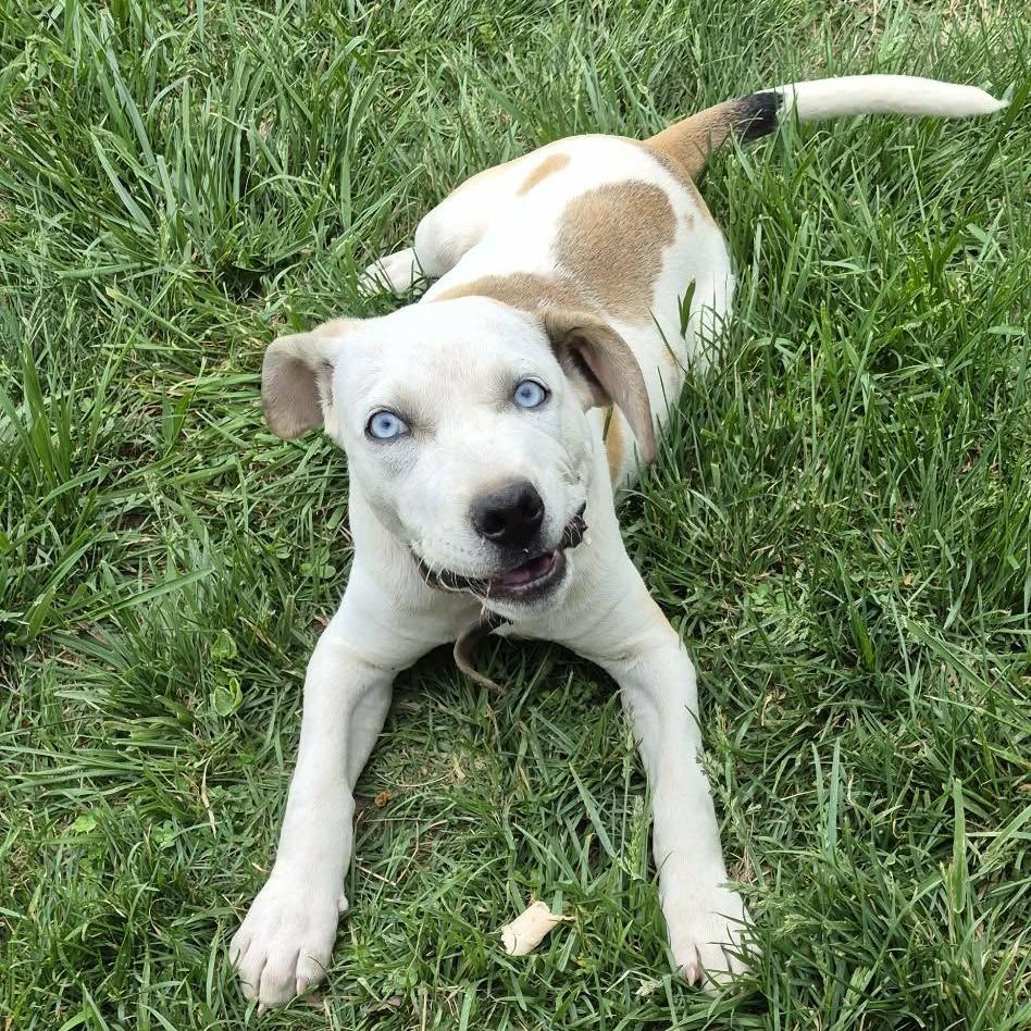 Enlarge Cruz, a Adoptable mixed breed in Gainesboro, TN image 3/3