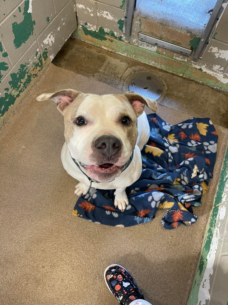SQUEAKER, Adoptable, Young Male Pit Bull Terrier.