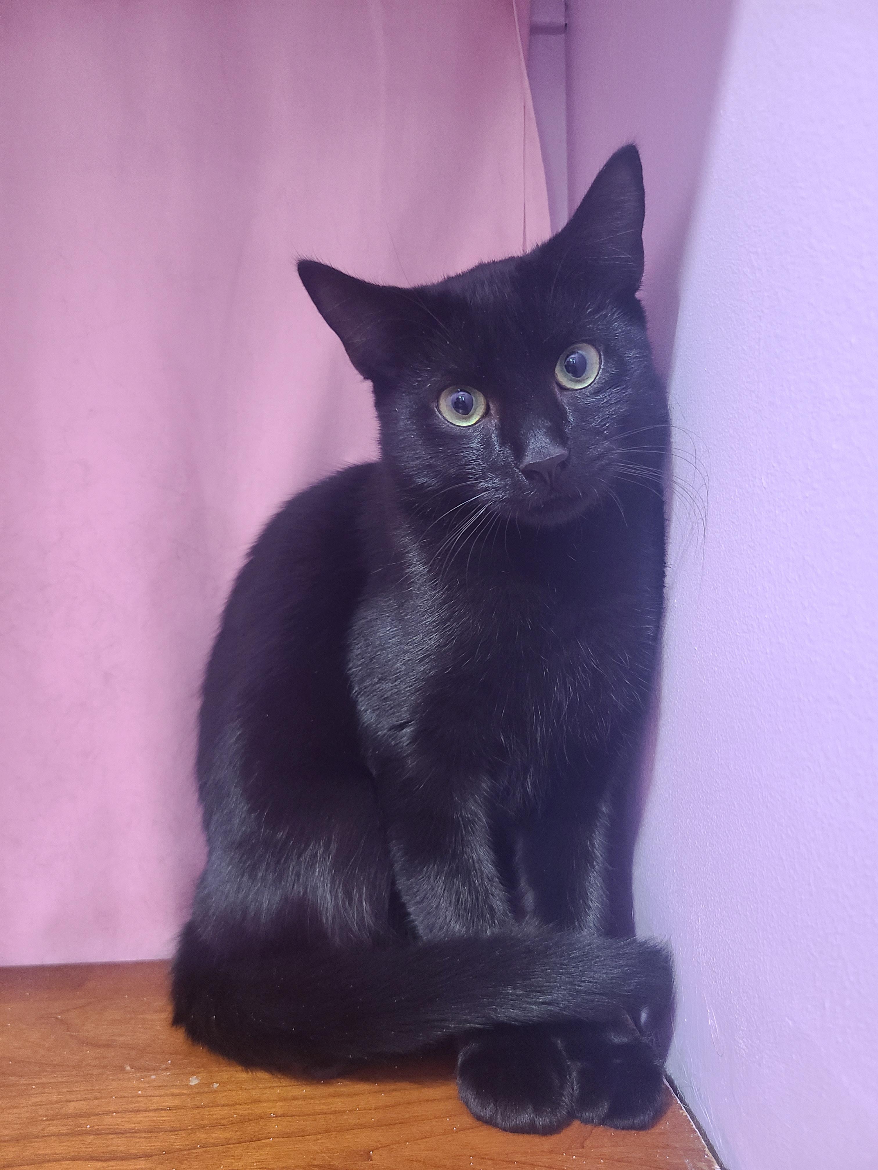 Meeko, a Adoptable Domestic Short Hair in Orleans, VT image 1/2