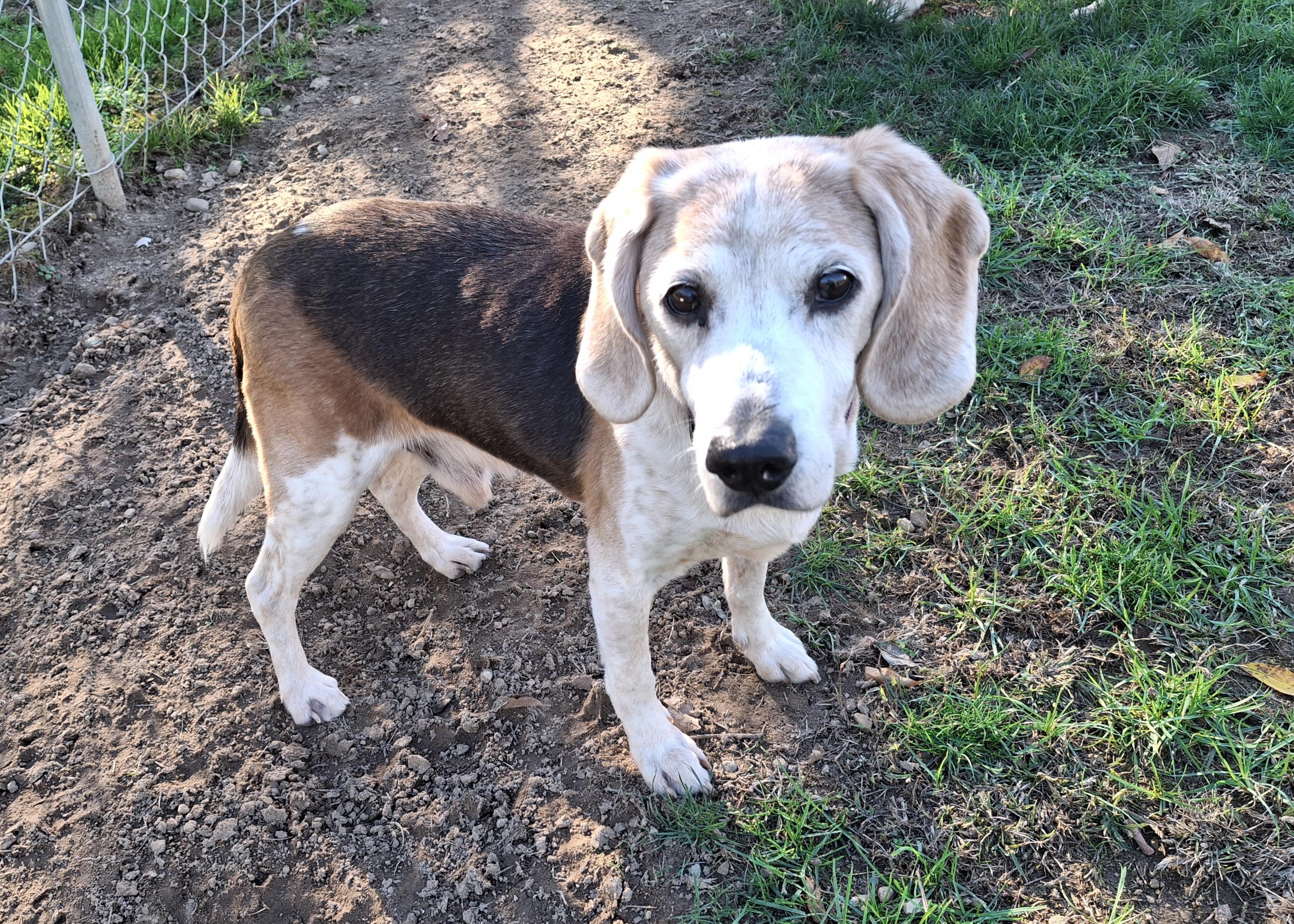 Cruz, a Adoptable mixed breed in Homer, MI image 1/6