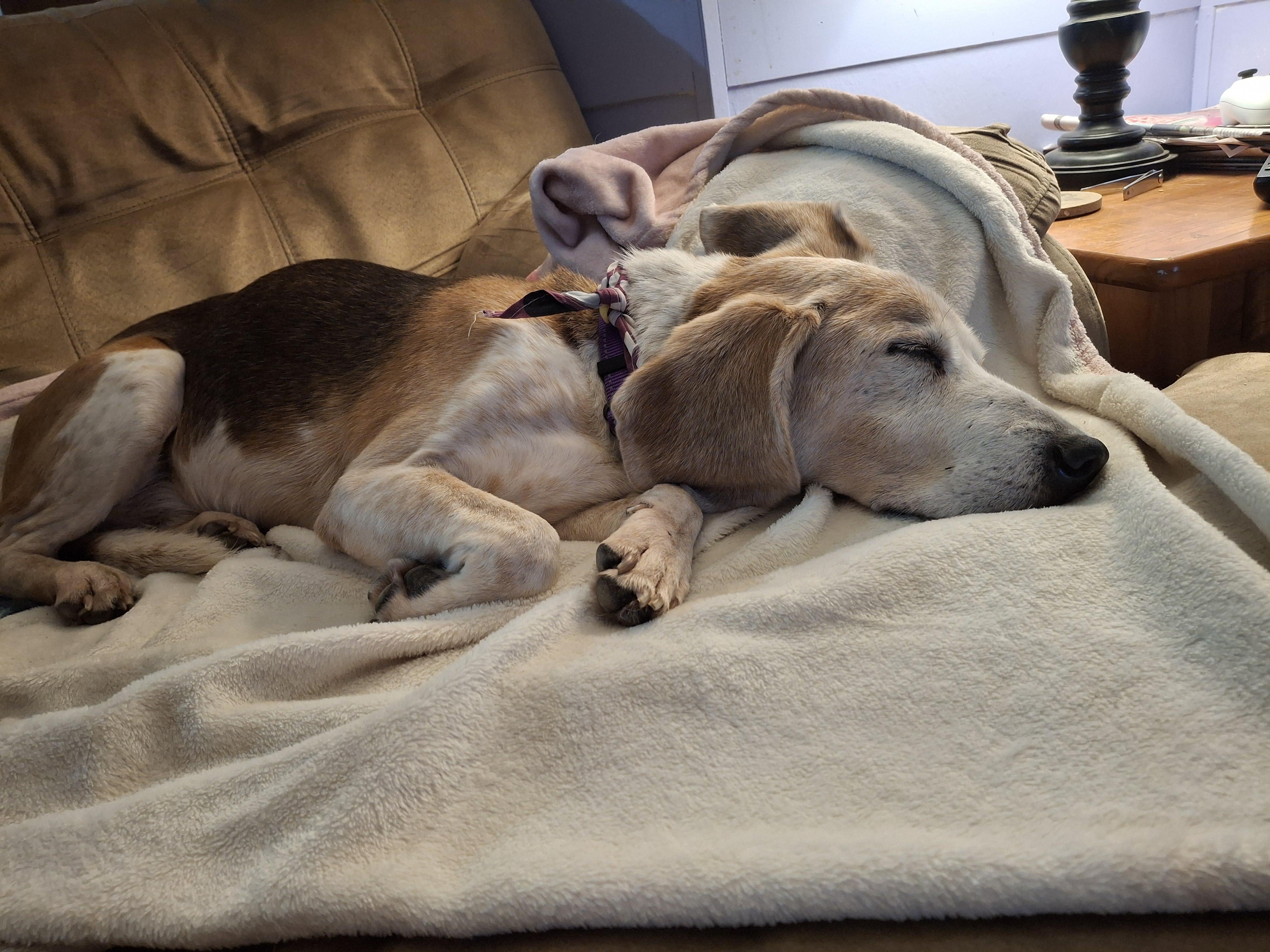 Cruz, a Adoptable mixed breed in Homer, MI image 2/6