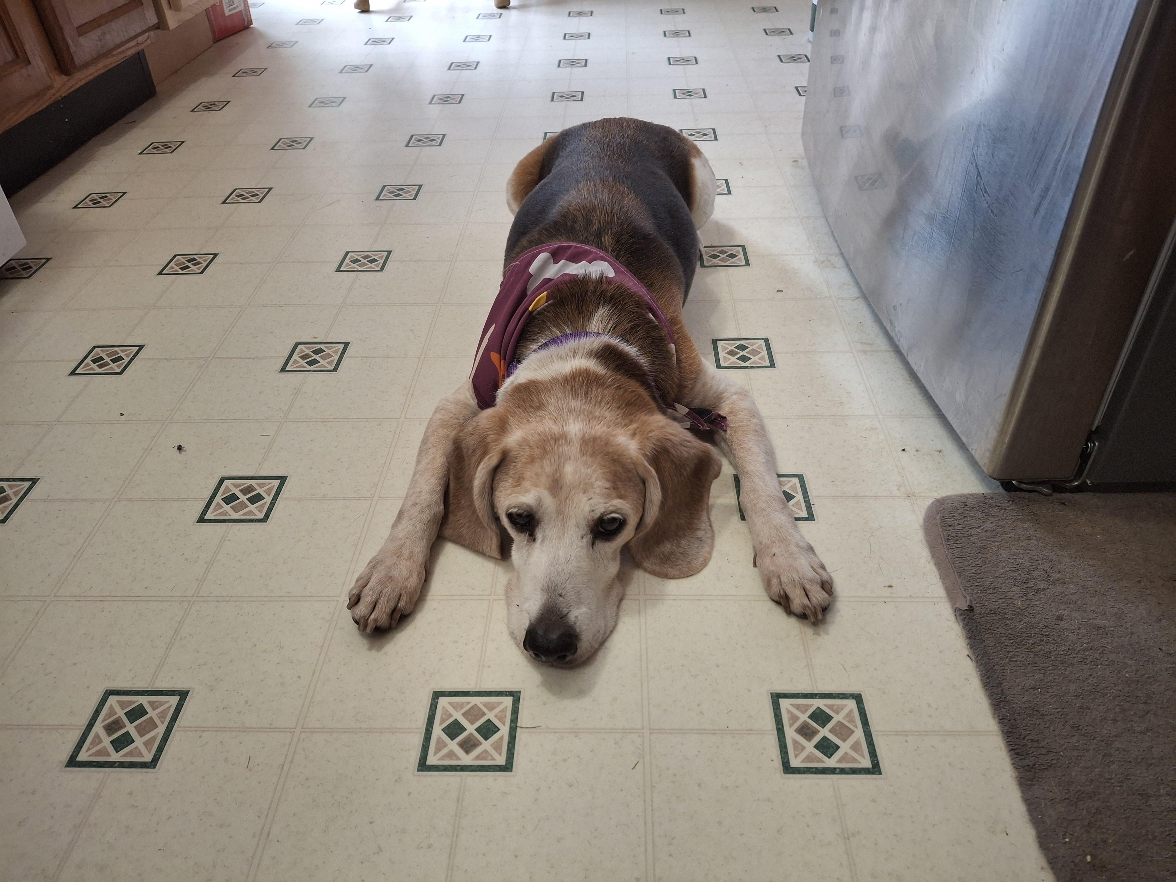 Cruz, a Adoptable mixed breed in Homer, MI image 3/6