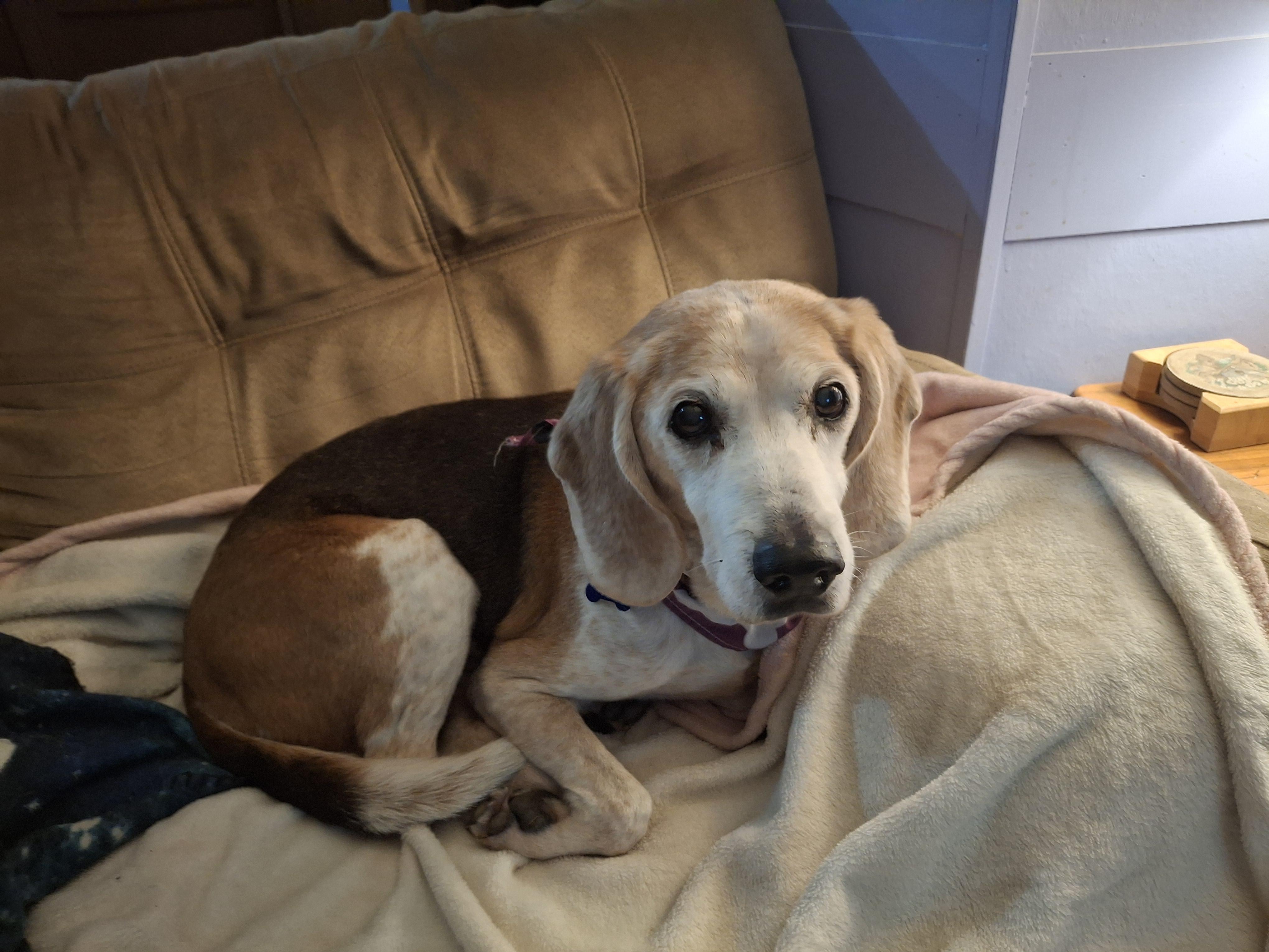 Cruz, a Adoptable mixed breed in Homer, MI image 4/6