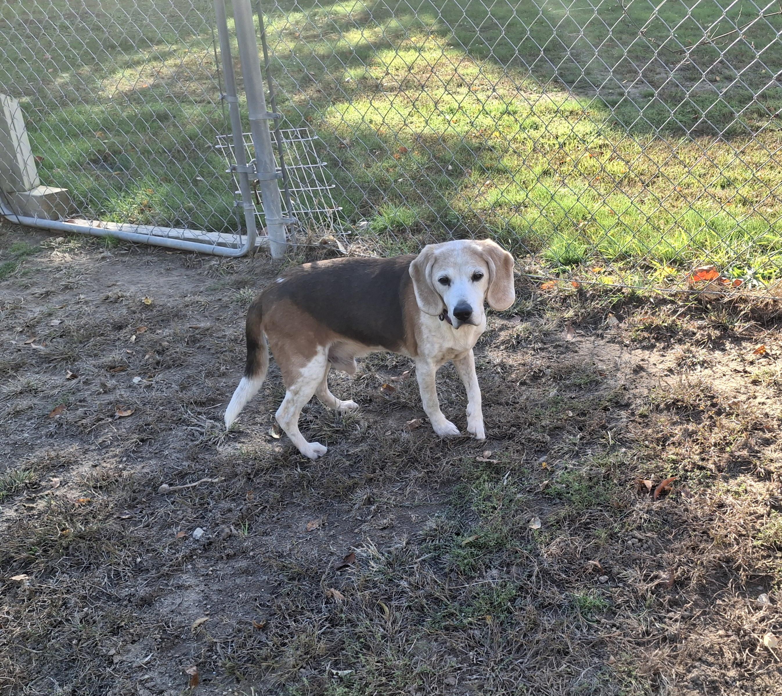 Cruz, a Adoptable mixed breed in Homer, MI image 5/6