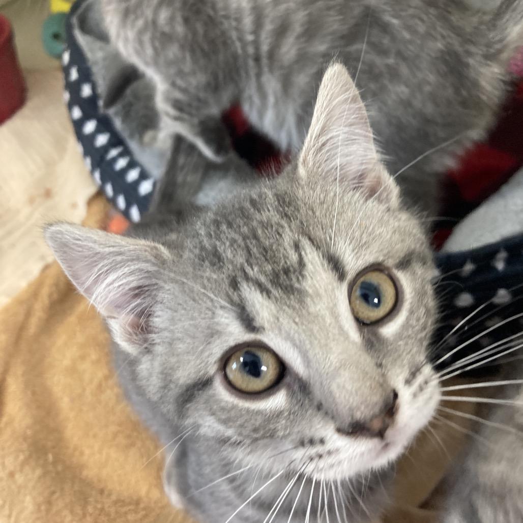 Enlarge Mike, a Adoptable Domestic Short Hair in Attica, NY image 2/2