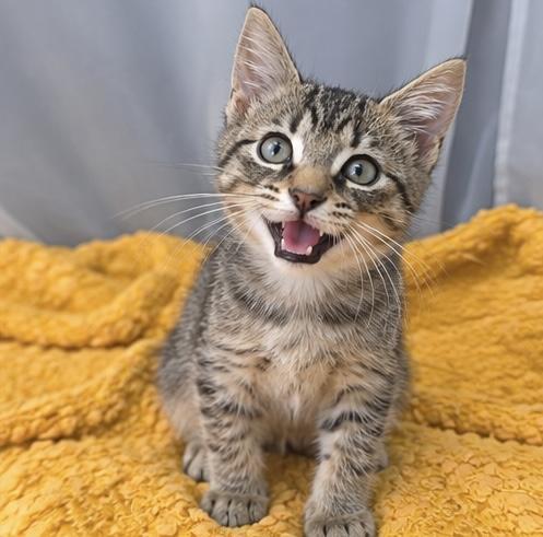 Enlarge Sammy, a Adoptable mixed breed in Jackson, MI image 1/5