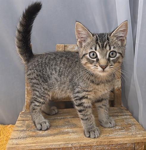 Enlarge Sammy, a Adoptable mixed breed in Jackson, MI image 2/5
