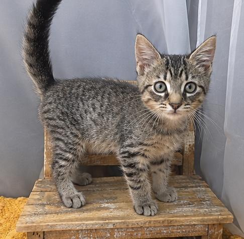 Enlarge Sammy, a Adoptable mixed breed in Jackson, MI image 4/5