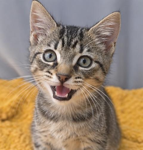 Enlarge Sammy, a Adoptable mixed breed in Jackson, MI image 5/5