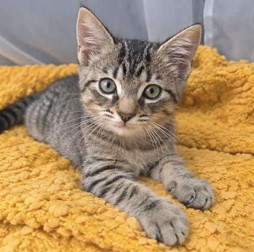 Enlarge Sammy, a Adoptable mixed breed in Jackson, MI image 3/5