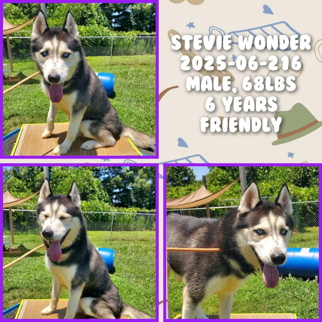 Enlarge 2025-06-216 *Stevie Wonder*, a Adoptable Siberian Husky in Winder, GA image 2/2