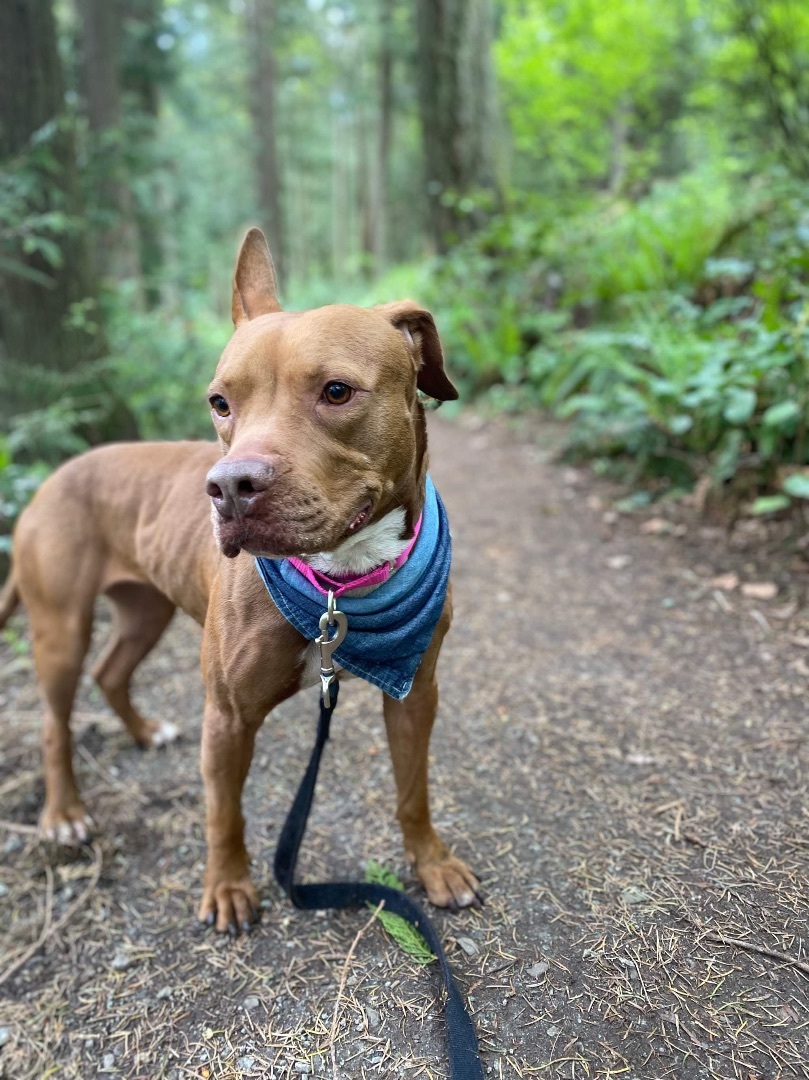 Enlarge Phoebe , a Adoptable mixed breed in Brooklyn, CT image 1/12
