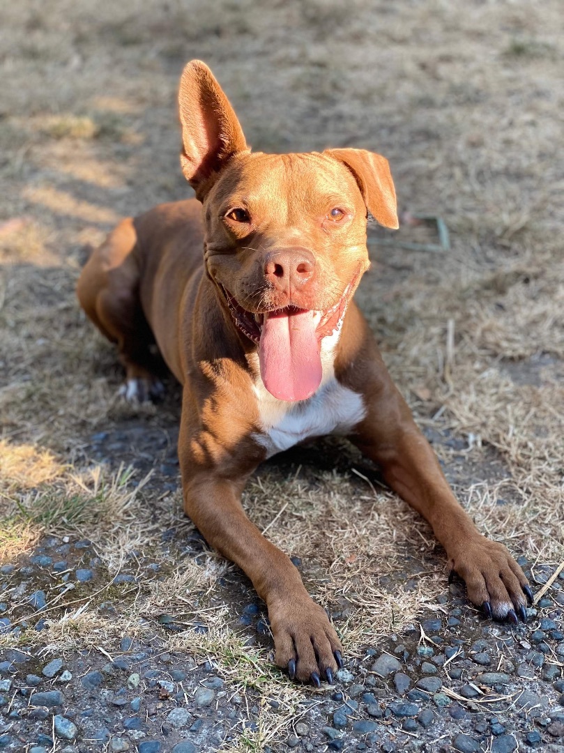Phoebe , Adoptable, Young Female Pit Bull Terrier.