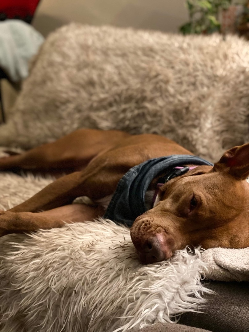 Enlarge Phoebe , a Adoptable mixed breed in Brooklyn, CT image 3/12