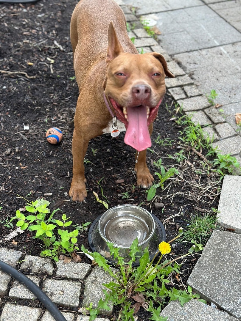 Enlarge Phoebe , a Adoptable mixed breed in Brooklyn, CT image 4/12