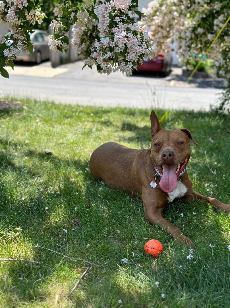 Enlarge Phoebe , a Adoptable mixed breed in Brooklyn, CT image 5/12